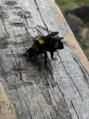 Bombus transversalis