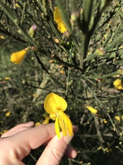 Cytisus scoparius