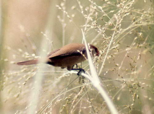 Common Waxbill