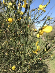 Cytisus scoparius