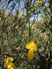 Cytisus scoparius