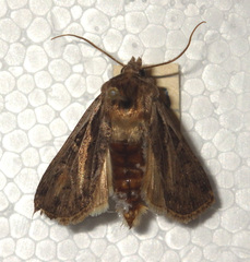 Actebia multifida