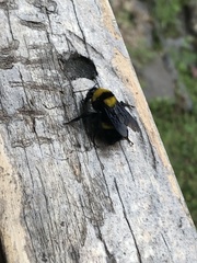 Bombus transversalis