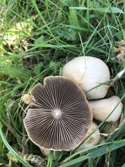Candolleomyces candolleanus