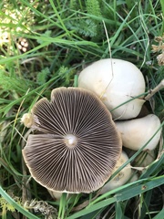 Candolleomyces candolleanus