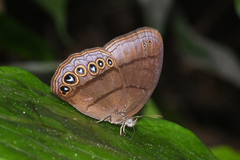 Erichthodes antonina