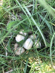 Candolleomyces candolleanus