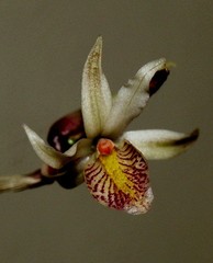 Barkeria obovata