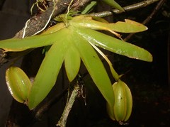 Erycina pusilla