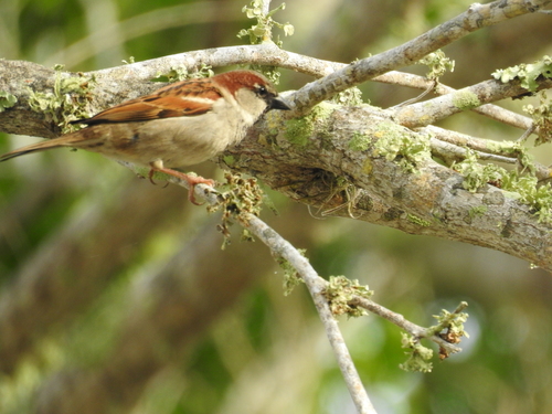 Passeridae image