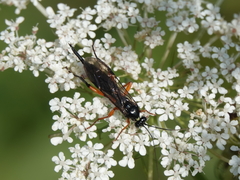 Pimpla pedalis