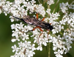 Pimpla pedalis