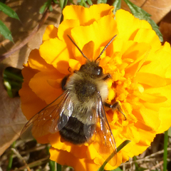 Bombus impatiens