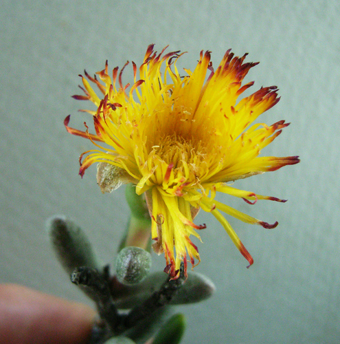 Hereroa aspera L.Bolus 2