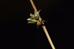 Dicliptera verticillata