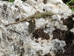 Psammodromus