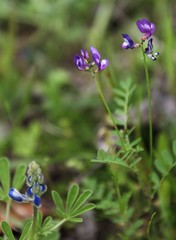 Astragalus nuttallianus