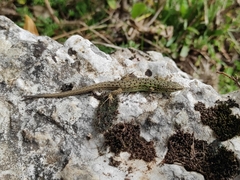 Psammodromus