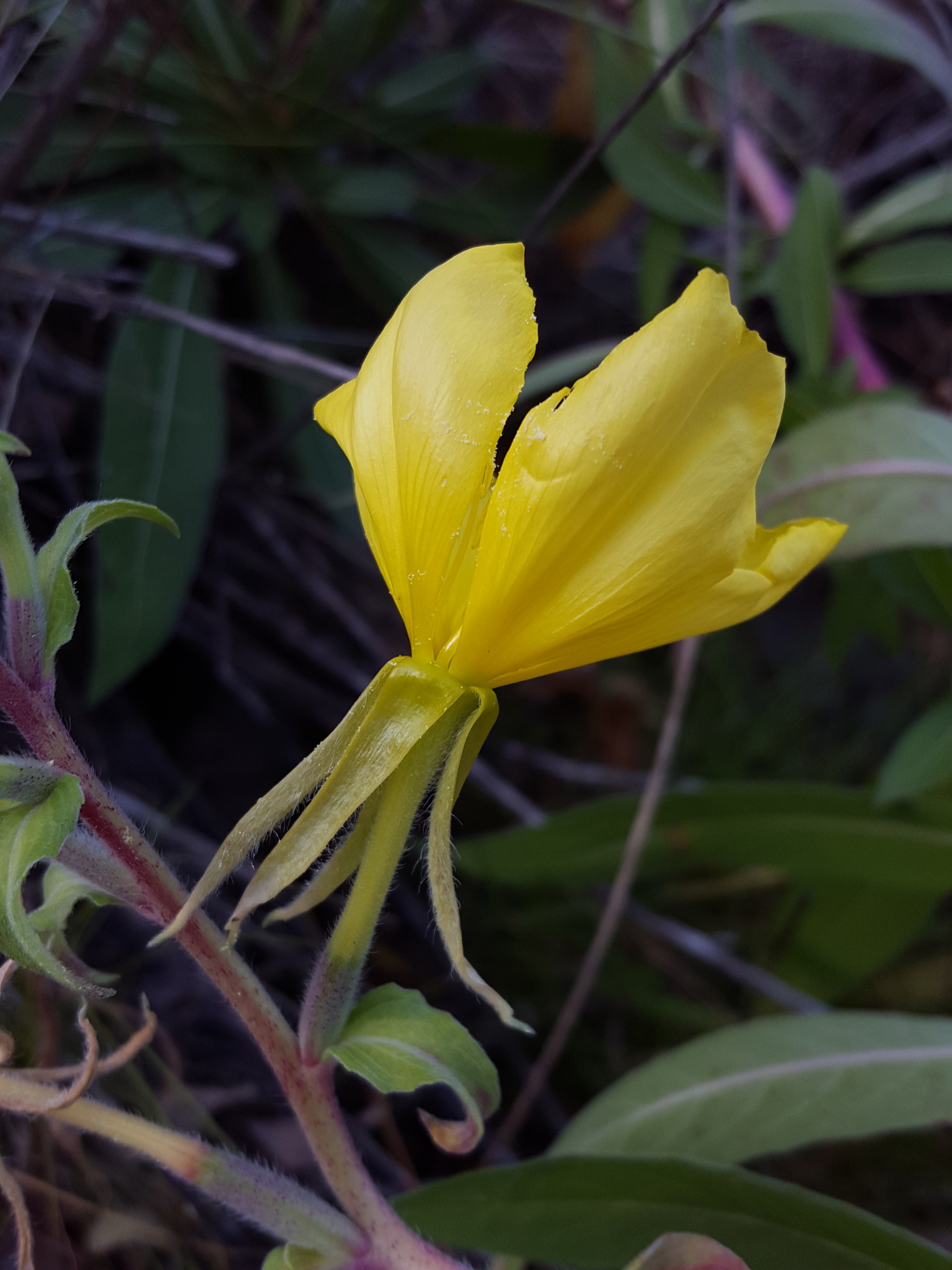 Oenothera organensis