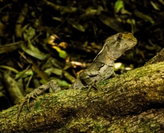 Enyalius brasiliensis