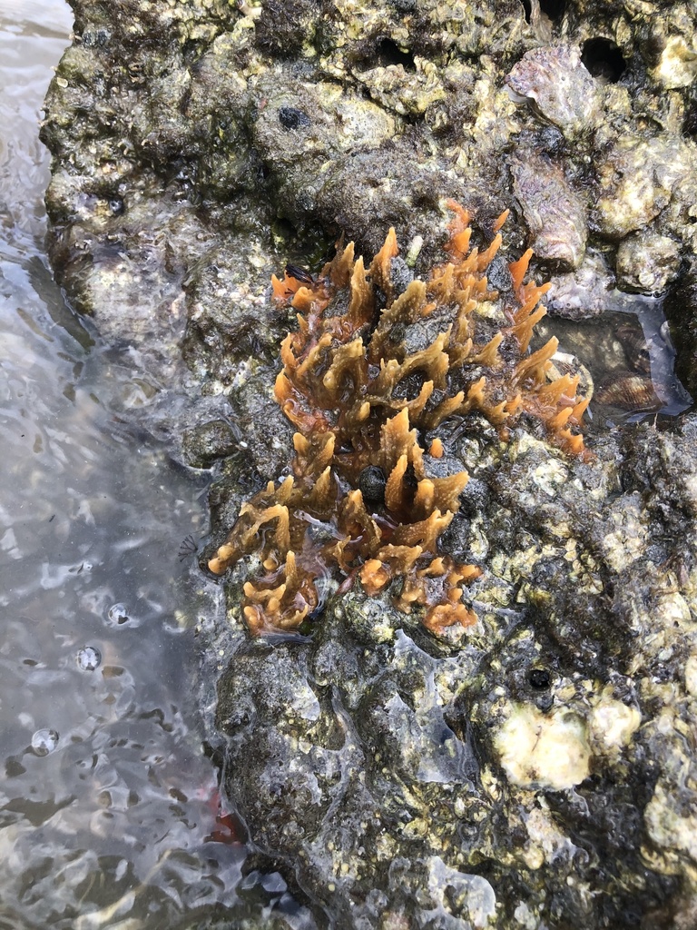 diurnal horny sponge