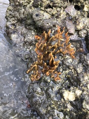 Diurnal horny sponge