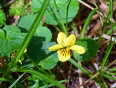 Viola nuttallii