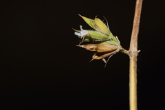 Dicliptera verticillata