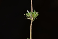 Dicliptera verticillata