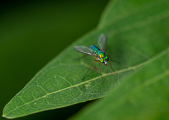 Chrysosoma globiferum