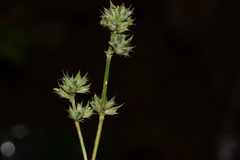 Dicliptera verticillata