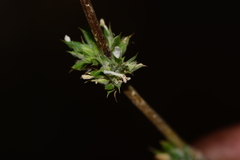 Dicliptera verticillata