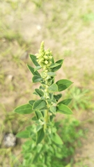 Chenopodium acuminatum virgatum