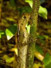 Enyalius brasiliensis