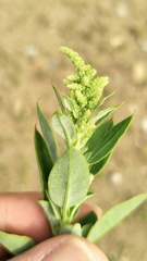 Chenopodium acuminatum virgatum