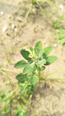 Chenopodium acuminatum virgatum