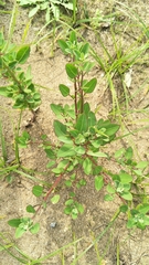 Chenopodium acuminatum virgatum