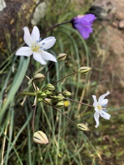 Triteleia lilacina