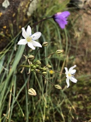 Triteleia lilacina