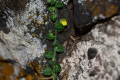 Nanorrhinum incanum