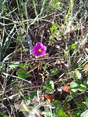Erodium texanum