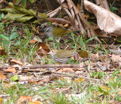 Arremonops chloronotus