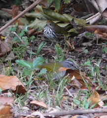 Arremonops chloronotus