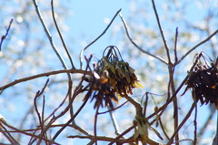 Gyrocarpus mocinoi