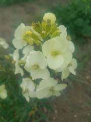 Erysimum concinnum