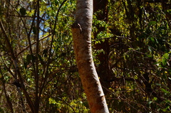 Gyrocarpus mocinoi