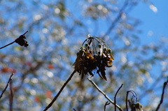 Gyrocarpus mocinoi