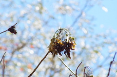 Gyrocarpus mocinoi