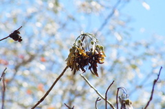 Gyrocarpus mocinoi