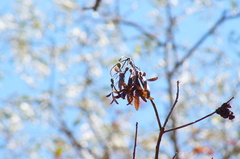 Gyrocarpus mocinoi